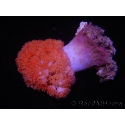WYSIWYG Scleronephthya sp 4