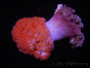 WYSIWYG Scleronephthya sp 4