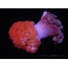 WYSIWYG Scleronephthya sp 4