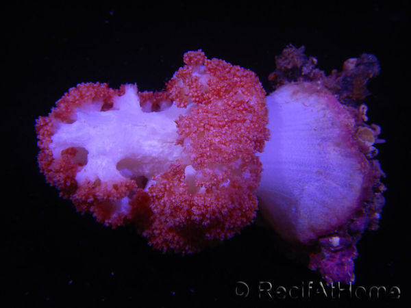 WYSIWYG Scleronephthya sp 5