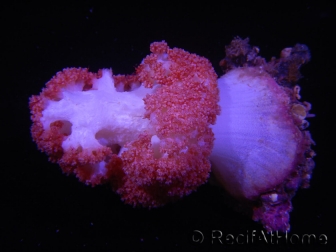 WYSIWYG Scleronephthya sp 5