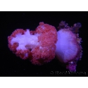 WYSIWYG Scleronephthya sp 5