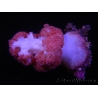 WYSIWYG Scleronephthya sp 5