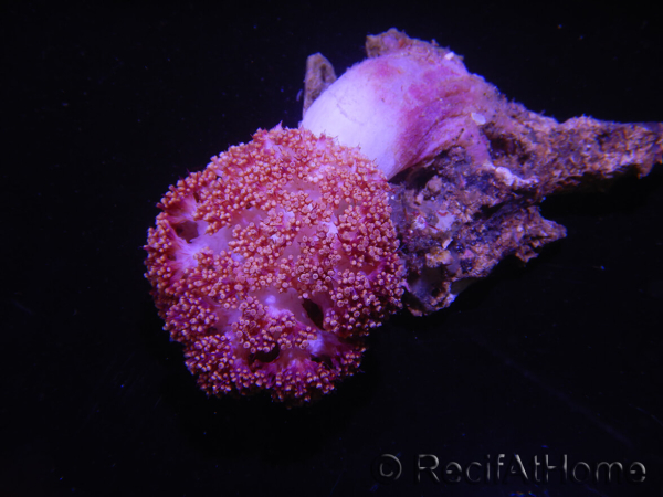 WYSIWYG Scleronephthya sp 6