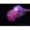 WYSIWYG Scleronephthya sp 6