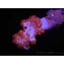 Dendronephthya sp.