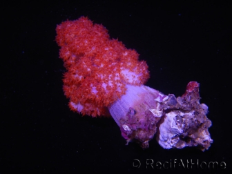 WYSIWYG Dendronephthya sp 1