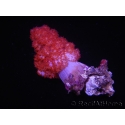 WYSIWYG Dendronephthya sp 1