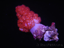 WYSIWYG Dendronephthya sp 1