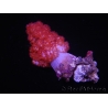 WYSIWYG Dendronephthya sp 1