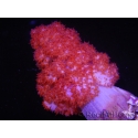 WYSIWYG Dendronephthya sp 1