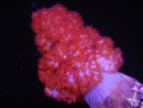 WYSIWYG Dendronephthya sp 1
