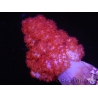 WYSIWYG Dendronephthya sp 1