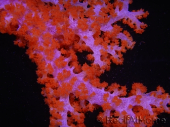 WYSIWYG Dendronephthya sp 2