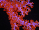 WYSIWYG Dendronephthya sp 2