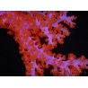 WYSIWYG Dendronephthya sp 2