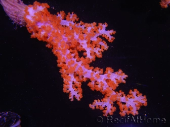 WYSIWYG Dendronephthya sp 2