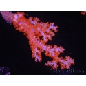 WYSIWYG Dendronephthya sp 2