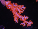 WYSIWYG Dendronephthya sp 2