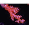 WYSIWYG Dendronephthya sp 2