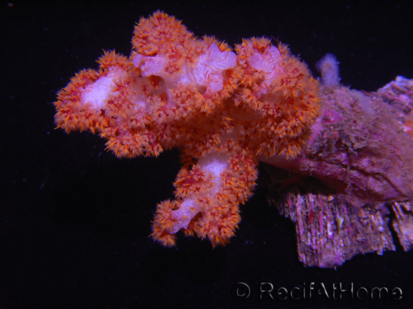 WYSIWYG Dendronephthya sp 3