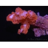 WYSIWYG Dendronephthya sp 3