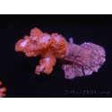 WYSIWYG Dendronephthya sp 3