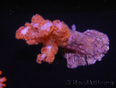 WYSIWYG Dendronephthya sp 3