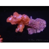 WYSIWYG Dendronephthya sp 3