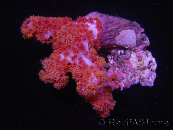 WYSIWYG Dendronephthya sp 4