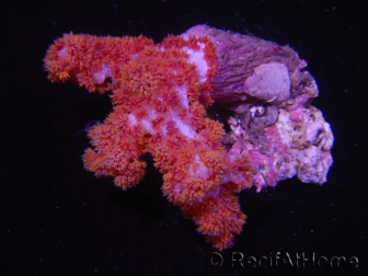 WYSIWYG Dendronephthya sp 4