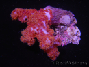 WYSIWYG Dendronephthya sp 4