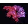 WYSIWYG Dendronephthya sp 4