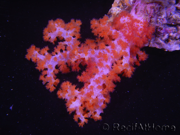 WYSIWYG Dendronephthya sp 5