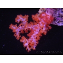 WYSIWYG Dendronephthya sp 5