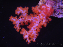 WYSIWYG Dendronephthya sp 5