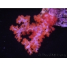 WYSIWYG Dendronephthya sp 5
