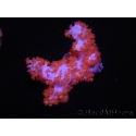 WYSIWYG Dendronephthya sp 6