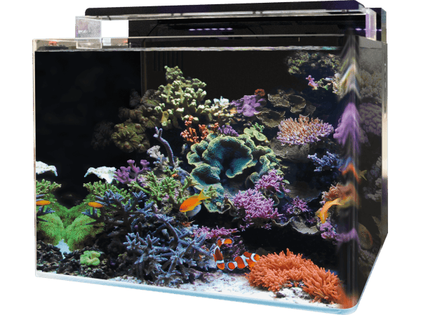 Aquarium REEF 120 AQUARIUM BLUE MARINE 