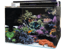 Aquarium REEF 120 AQUARIUM BLUE MARINE 