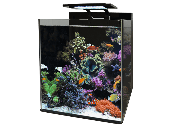 Aquarium REEF 90 AQUARIUM BLUE MARINE 