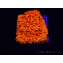 WYSIWYG - BigR Cyphastrea Sunkist 3M3