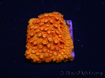 WYSIWYG - BigR Cyphastrea Sunkist 3M3