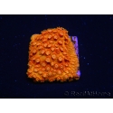 WYSIWYG - BigR Cyphastrea Sunkist 3M3