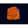 WYSIWYG - BigR Cyphastrea Sunkist 3M3