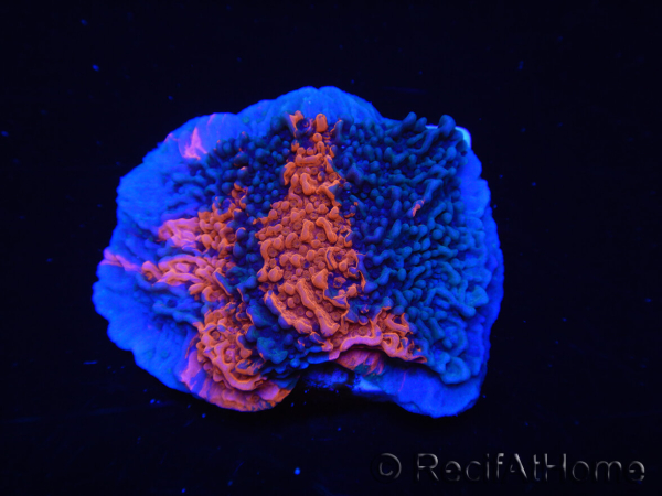 WYSIWYG - RAH Montipora plateau GRAFTED Darth Maul 3