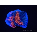 WYSIWYG - RAH Montipora plateau GRAFTED Darth Maul 3