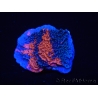 WYSIWYG - RAH Montipora plateau GRAFTED Darth Maul 3