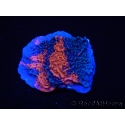 WYSIWYG - RAH Montipora plateau GRAFTED Darth Maul 3