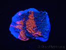 WYSIWYG - RAH Montipora plateau GRAFTED Darth Maul 3